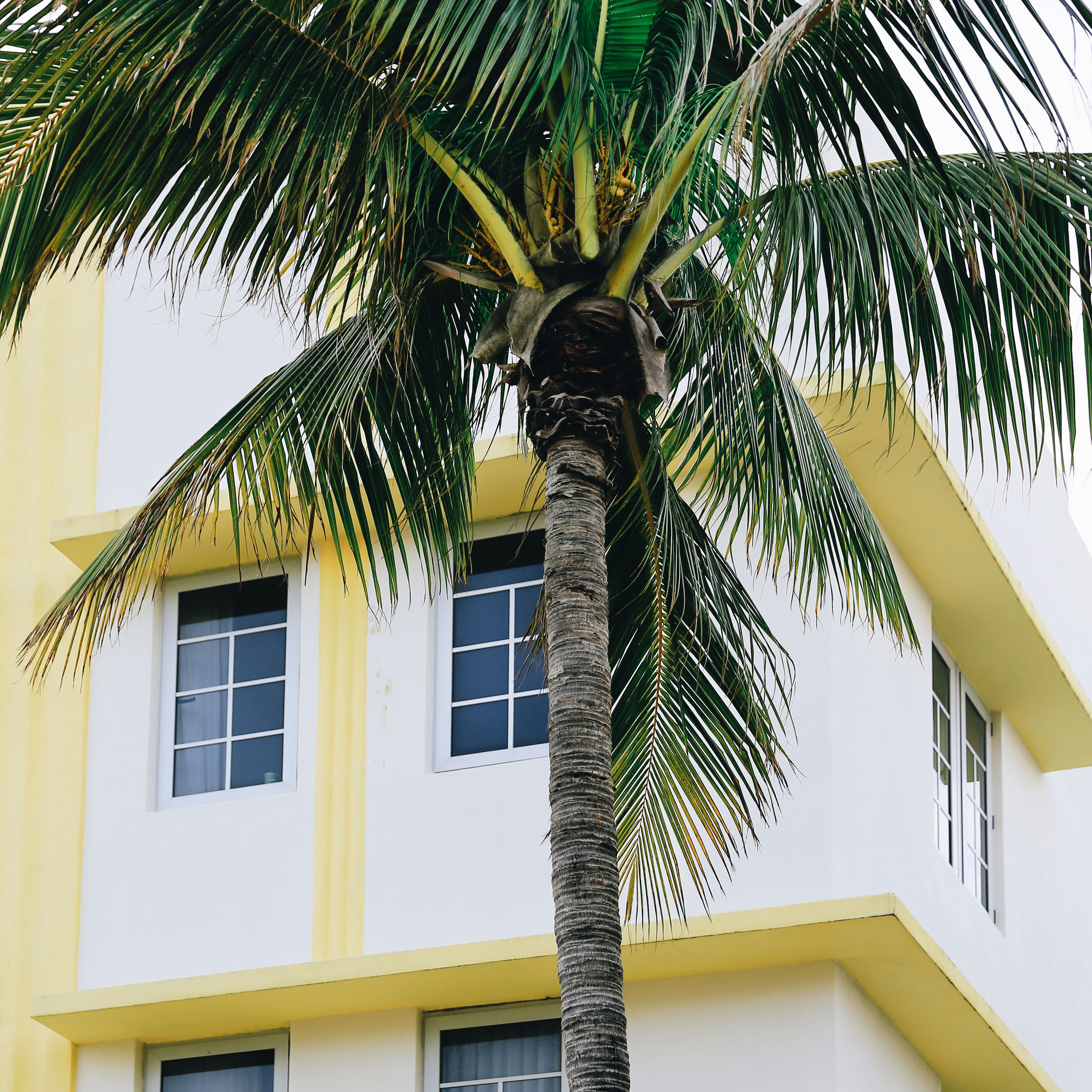 Palm tree in Miami