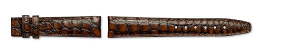Brown,Mississippiensis alligator