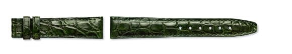 Verde,alligatore Mississippiensis