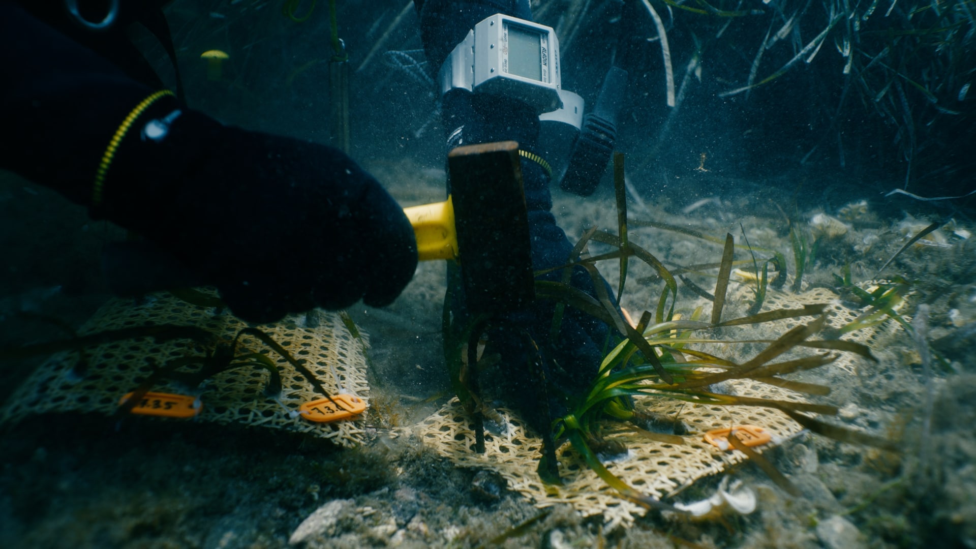 Esplorazione del fondale marino nell’ambito del progetto Posidonia oceanica